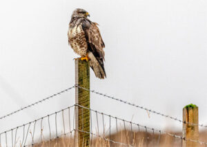 Buzzard